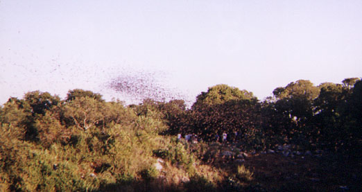 Bats flying into the jet stream