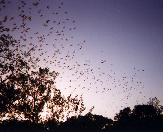 Bats overhead 1 of 3
