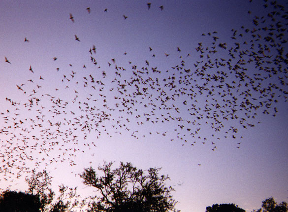 Bats overhead 2 of 3