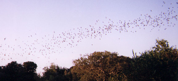 Bats overhead 3 of 3