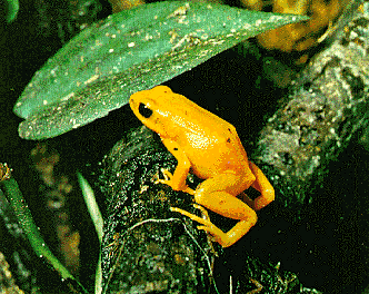 IPB Image